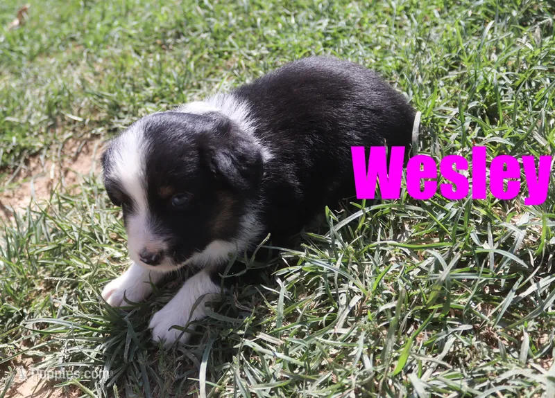 Wesley – Miniature Australian Shepherd puppy for sale in Jasper, AR