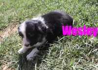 Wesley, a male Miniature Australian Shepherd for sale in Jasper, AR – 4 of 5