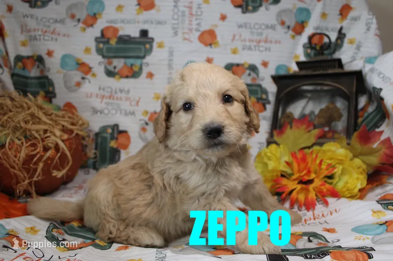 Zeppo – Goldendoodle puppy for sale in Jasper, AR