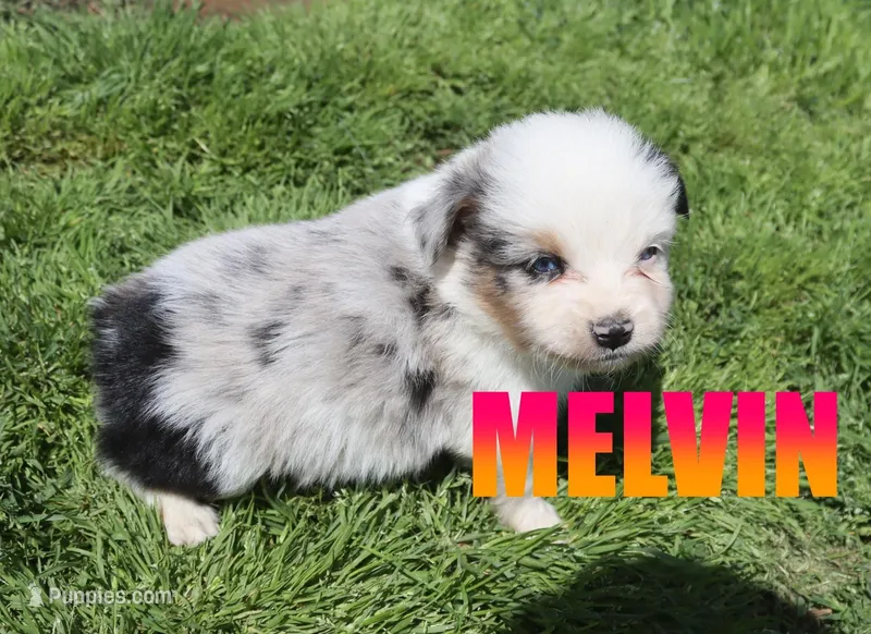 Melvin – Miniature Australian Shepherd puppy for sale in Jasper, AR