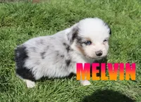 Melvin, a male Miniature Australian Shepherd for sale in Jasper, AR – 5 of 8