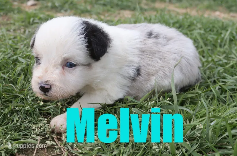 Melvin – Miniature Australian Shepherd puppy for sale in Jasper, AR