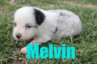 Melvin, a male Miniature Australian Shepherd for sale in Jasper, AR – 6 of 8