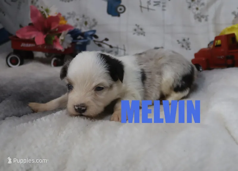 Melvin – Miniature Australian Shepherd puppy for sale in Jasper, AR
