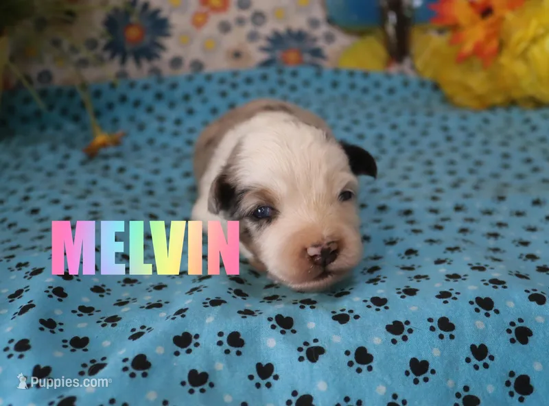 Melvin – Miniature Australian Shepherd puppy for sale in Jasper, AR