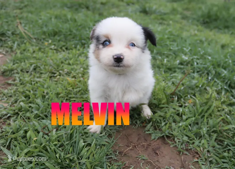 Melvin – Miniature Australian Shepherd puppy for sale in Jasper, AR