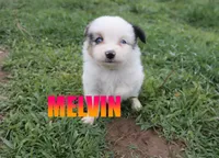 Melvin, a male Miniature Australian Shepherd for sale in Jasper, AR – 4 of 8