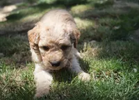 Prince, a male Poodle - Miniature  for sale in Jasper, AR – 2 of 3