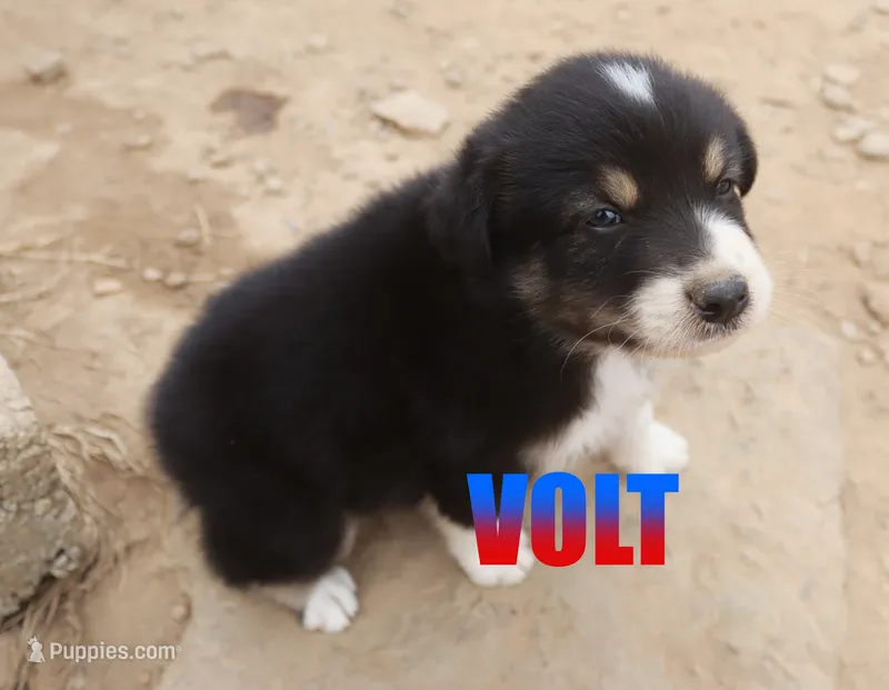 Volt – Australian Shepherd puppy for sale in Jasper, AR