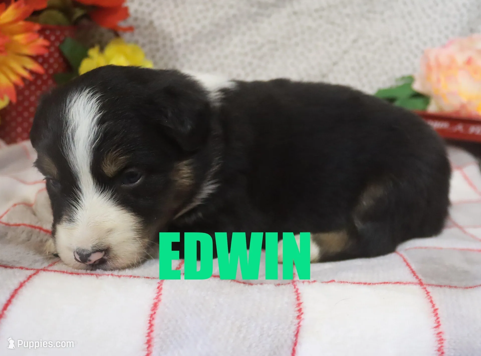 Edwin, a male Australian Shepherd for sale in Jasper, AR – Photo 3 of 4