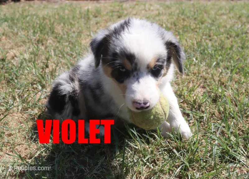 Violet – Australian Shepherd puppy for sale in Jasper, AR