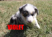 Violet, a female Australian Shepherd for sale in Jasper, AR – 1 of 8
