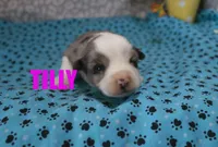Tilly, a female Miniature Australian Shepherd for sale in Jasper, AR – 2 of 2