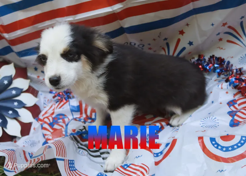 Marie – Miniature Australian Shepherd puppy for sale in Jasper, AR
