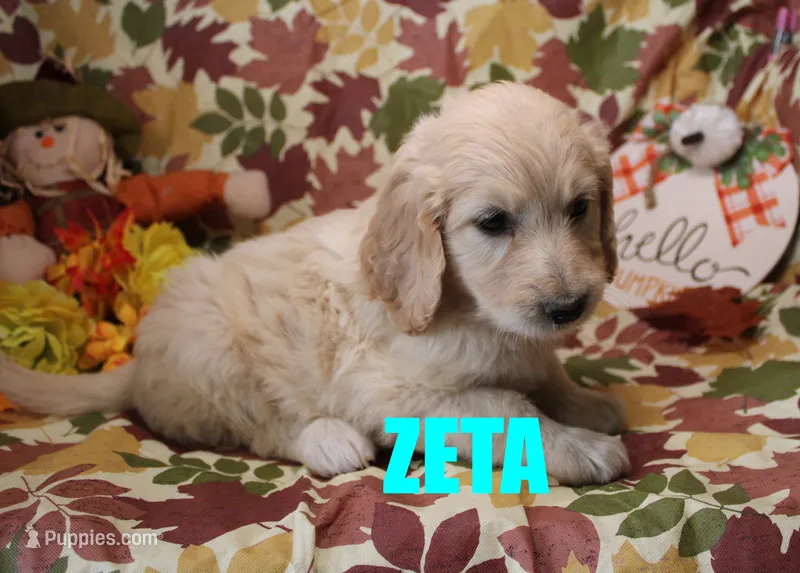 ZETA – Goldendoodle puppy for sale in Jasper, AR