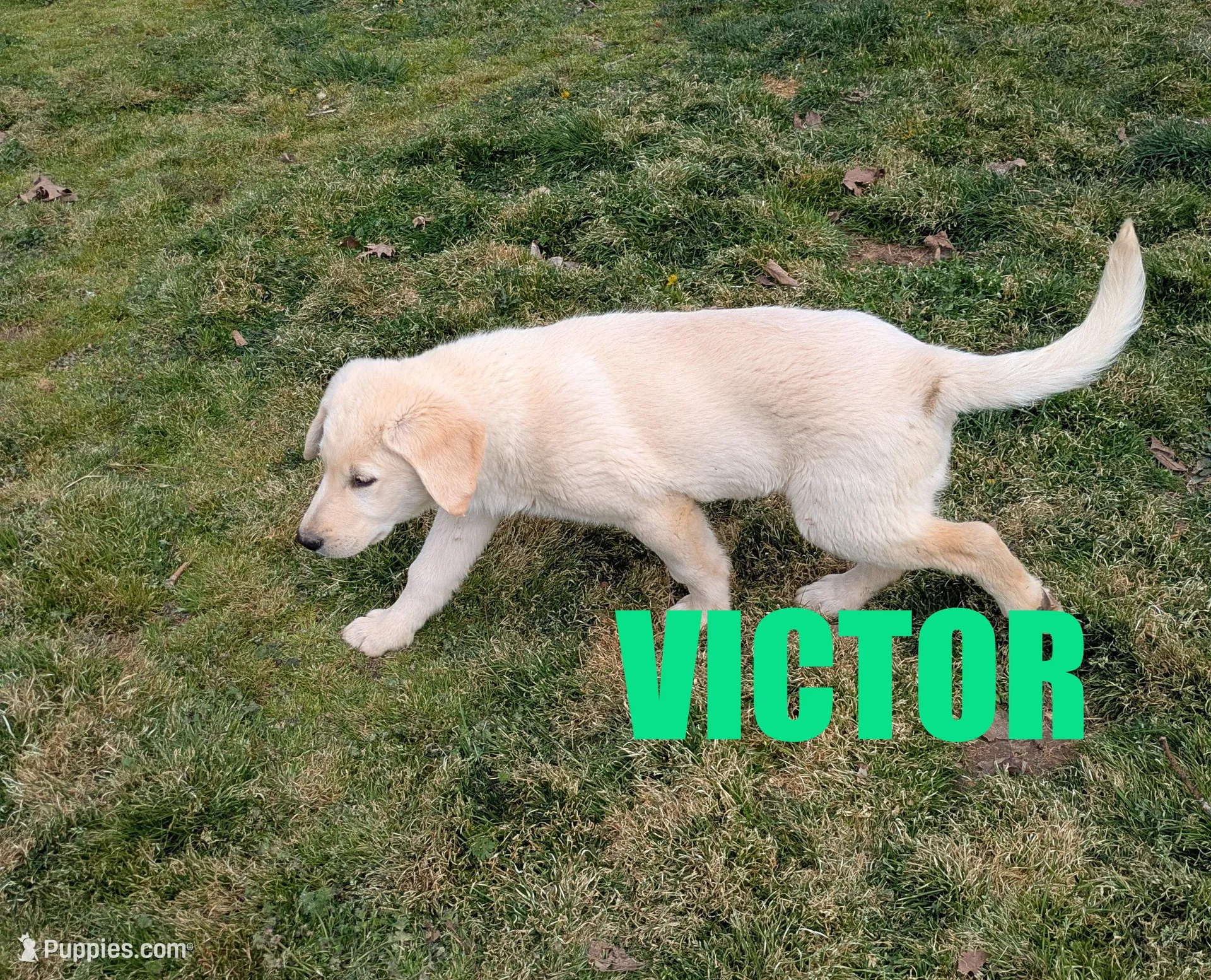 Victor – German Shepherd Dog, Golden Retriever puppy for sale in Jasper, AR