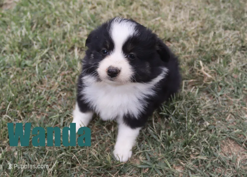 Wanda – Miniature Australian Shepherd puppy for sale in Jasper, AR