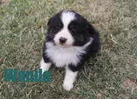 Wanda, a female Miniature Australian Shepherd for sale in Jasper, AR – 3 of 5