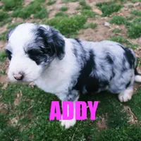 Addy, a female Aussiedoodle for sale in Jasper, AR – Photo 4 of 6