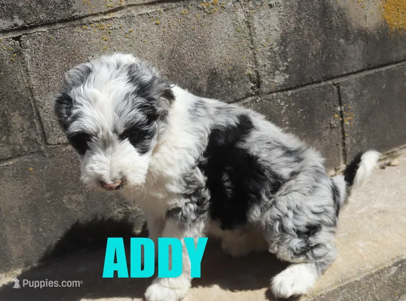 Addy – Aussiedoodle puppy for sale in Jasper, AR