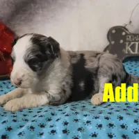 Addy, a female Aussiedoodle for sale in Jasper, AR – Photo 6 of 6