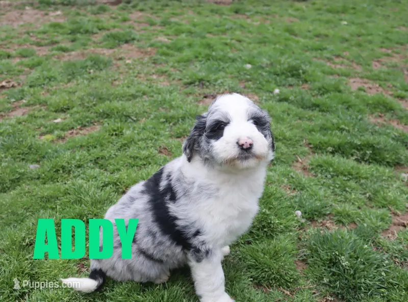 Addy – Aussiedoodle puppy for sale in Jasper, AR