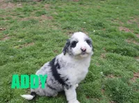 Addy, a female Aussiedoodle for sale in Jasper, AR – Photo 3 of 6