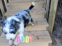 Addy, a female Aussiedoodle for sale in Jasper, AR – Photo 1 of 7