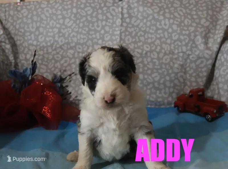 Addy, a female Aussiedoodle for sale in Jasper, AR – Photo 1 of 1