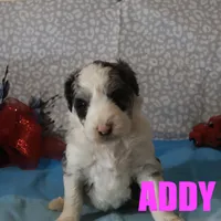 Addy, a female Aussiedoodle for sale in Jasper, AR – Photo 5 of 6