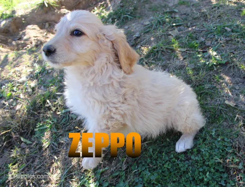 Zeppo – Goldendoodle puppy for sale in Jasper, AR