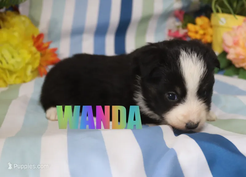 Wanda – Miniature Australian Shepherd puppy for sale in Jasper, AR