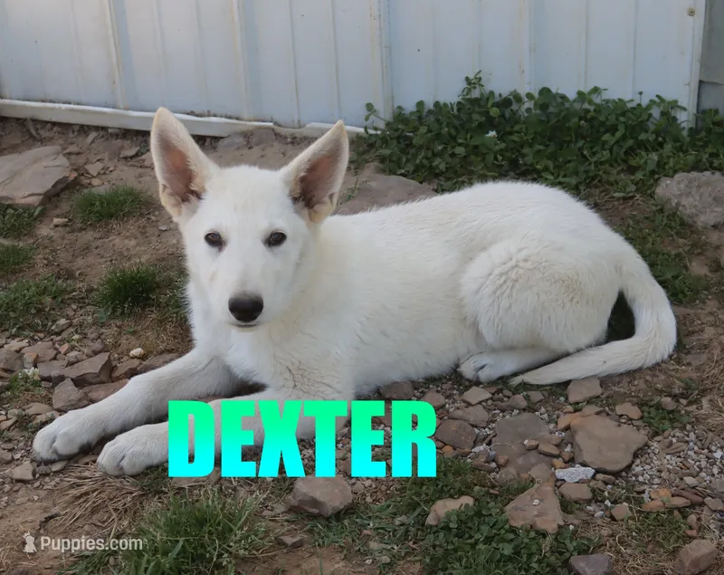 Dexter – German Shepherd Dog puppy for sale in Jasper, AR