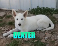 Dexter, a male German Shepherd Dog for sale in Jasper, AR – 2 of 3