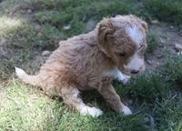 Patty, a female Poodle - Miniature  for sale in Jasper, AR – 3 of 3