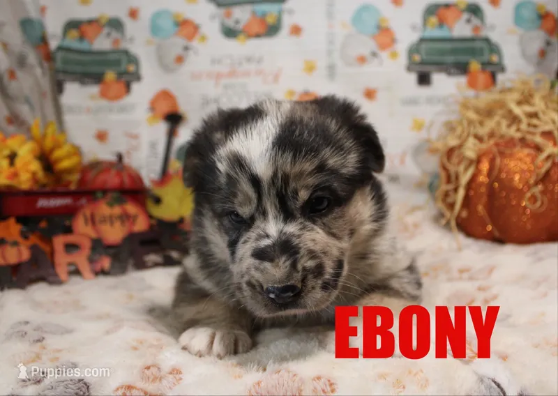 Ebony – Australian Shepherd, German Shepherd Dog puppy for sale in Jasper, AR