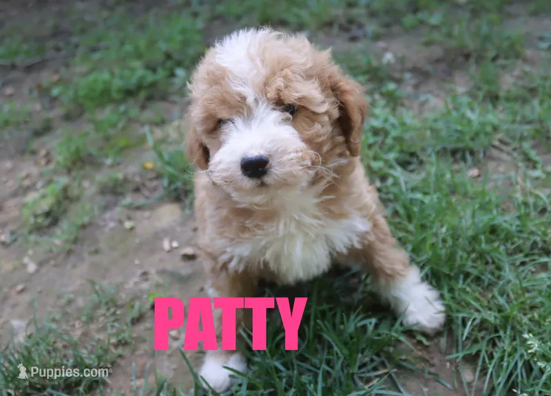 Patty – Poodle - Miniature  puppy for sale in Jasper, AR
