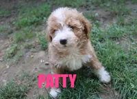 Patty, a female Poodle - Miniature  for sale in Jasper, AR – 3 of 8