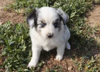 Trixie, a female Miniature Australian Shepherd for sale in Jasper, AR – 3 of 3