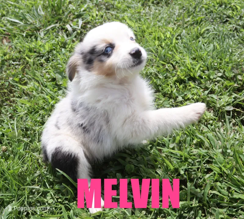 Melvin – Miniature Australian Shepherd puppy for sale in Jasper, AR