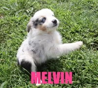 Melvin, a male Miniature Australian Shepherd for sale in Jasper, AR – 1 of 8