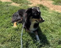 Hutch, a male Australian Shepherd for sale in Jasper, AR – 2 of 2
