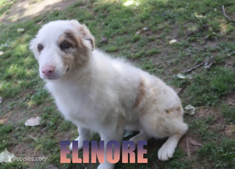 Elinore – Australian Shepherd puppy for sale in Jasper, AR