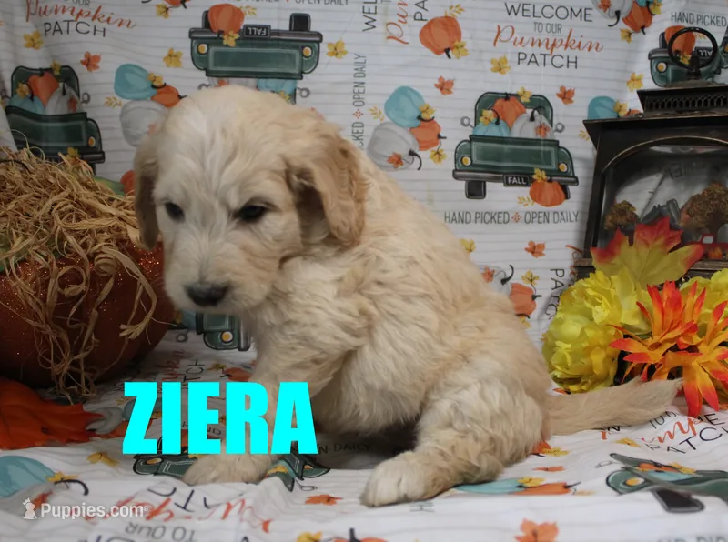 Ziera – Goldendoodle puppy for sale in Jasper, AR