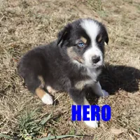 hero, a male Australian Shepherd for sale in Jasper, AR – Photo 9 of 9