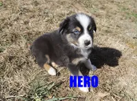 hero, a male Australian Shepherd for sale in Jasper, AR – Photo 8 of 10