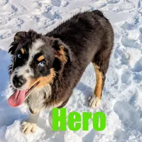 hero, a male Australian Shepherd for sale in Jasper, AR – Photo 3 of 9