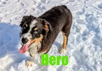 hero, a male Australian Shepherd for sale in Jasper, AR – Photo 2 of 10