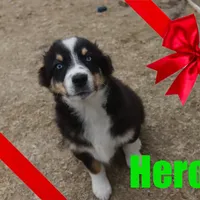 hero, a male Australian Shepherd for sale in Jasper, AR – Photo 6 of 9