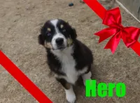 hero, a male Australian Shepherd for sale in Jasper, AR – Photo 5 of 10